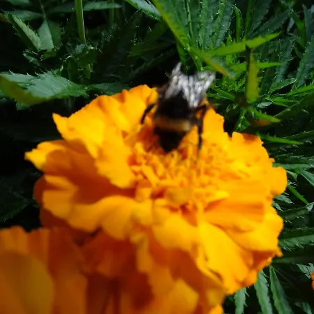 Alpenparadies Komfort Гриндельвальд