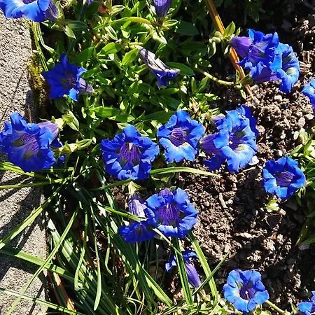 Дом отдыха Alpenparadies Komfort