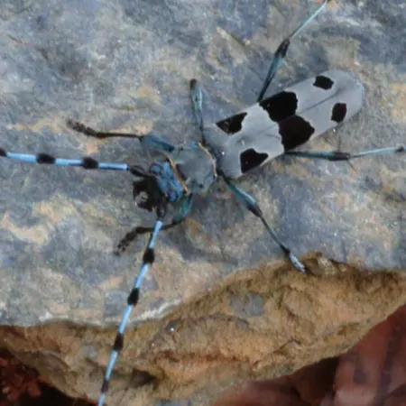 펜션 Alpenparadies Komfort