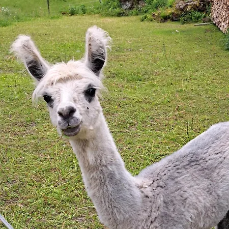 Alpenparadies Komfort 그린델발트