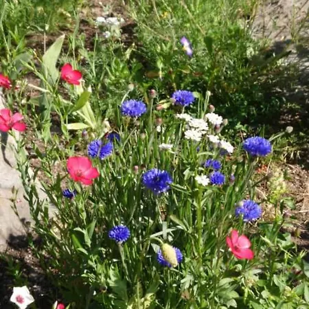 Vakantiehuis Alpenparadies Komfort