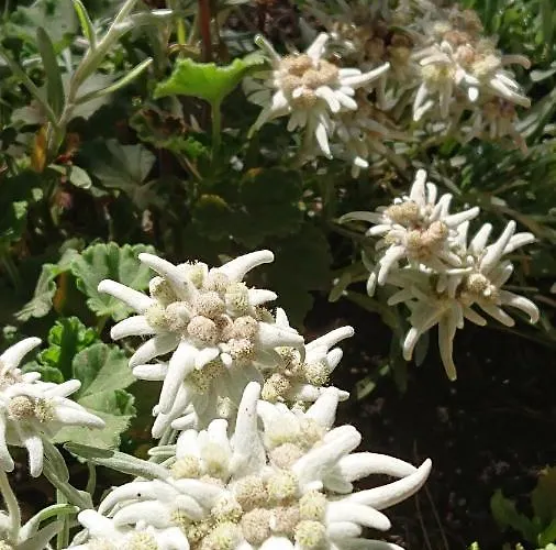 Feriehus Alpenparadies Komfort Grindelwald