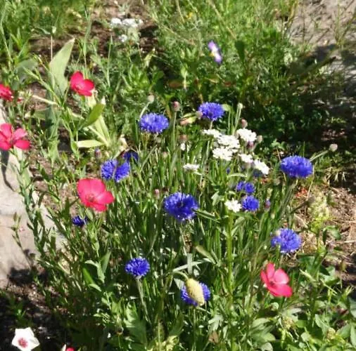 בית נופש Alpenparadies Komfort