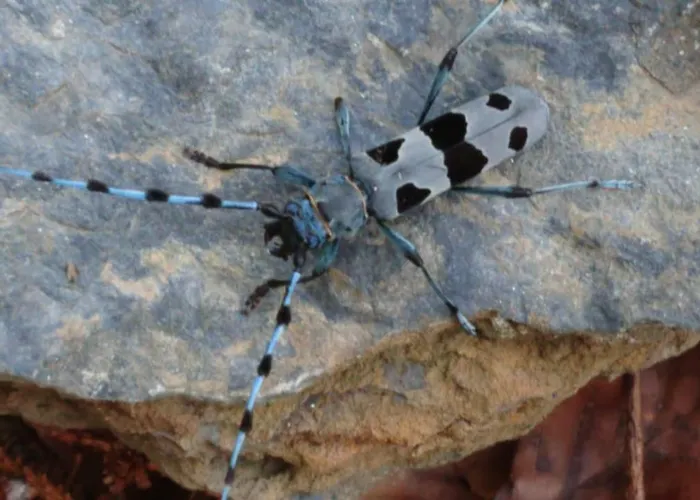 בית נופש Alpenparadies Komfort