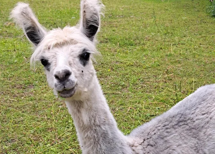 Alpenparadies Komfort גרינדלוולד